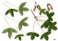 SpeciesSub: subsp. turcomanicum